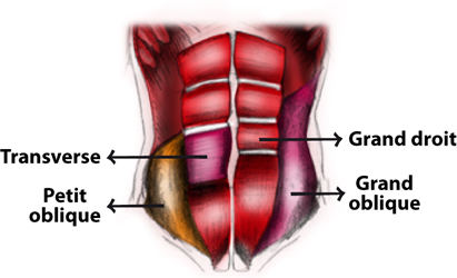 Bien comprendre l'anatomie des abdominaux pour mieux se muscler