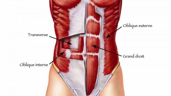 muscle abdominaux anatomie