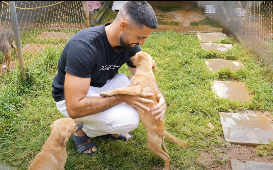 « Si seulement ils pouvaient parler » : Sauver les Chiens et Chats Errants à l’Île Maurice